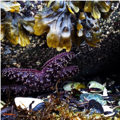 A purple starfish clinging to a rock with seaweed