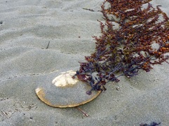 A sand dollar with seaweed attached